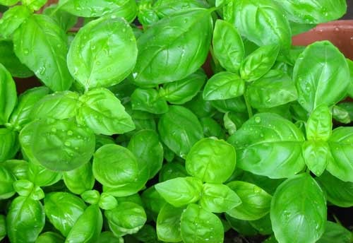 albahaca & lemongrass